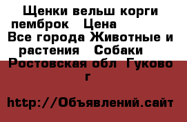 Щенки вельш корги пемброк › Цена ­ 70 000 - Все города Животные и растения » Собаки   . Ростовская обл.,Гуково г.